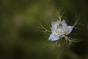 IMG_Blue Flower Talmont