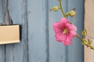 IMG_Pink flower Blue door Tolmont